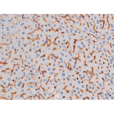 Polyclonal Rabbit anti-Human IRS1 Antibody (phospho-Ser636, IHC, IF, WB)