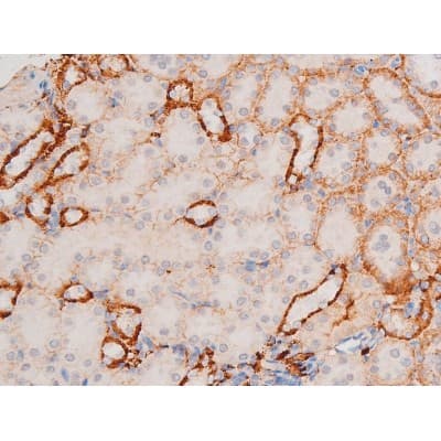 XIAP Antibody (phospho-Ser87)