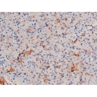 XIAP Antibody (phospho-Ser87)