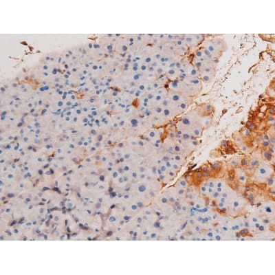 XIAP Antibody (phospho-Ser87)