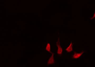 XIAP Antibody (phospho-Ser87)