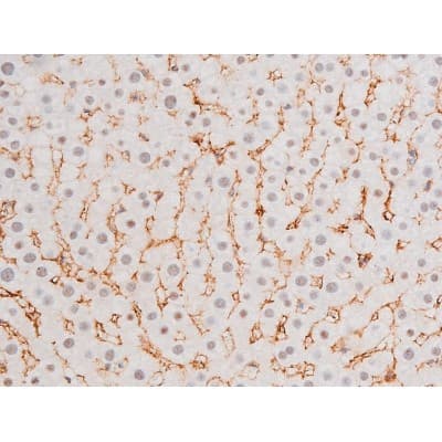 Polyclonal Rabbit anti-Human FOXO4 / AFX1 Antibody (phospho-Thr451, IHC, IF, WB)