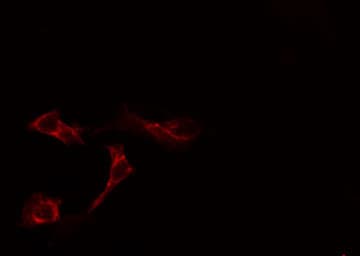 Polyclonal Rabbit anti-Human VAV1 / VAV Antibody (IHC, IF, WB)