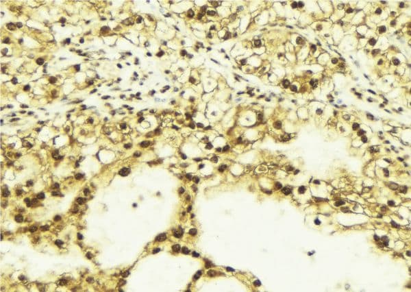 Polyclonal Rabbit anti-Human CREB1 / CREB Antibody (IHC, IF, WB)