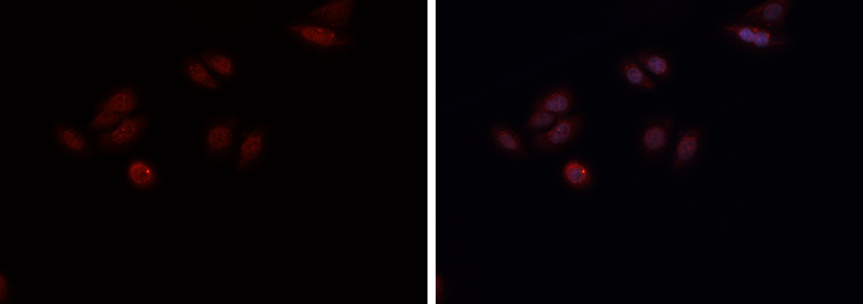 Polyclonal Rabbit anti-Human CREB1 / CREB Antibody (IHC, IF, WB)
