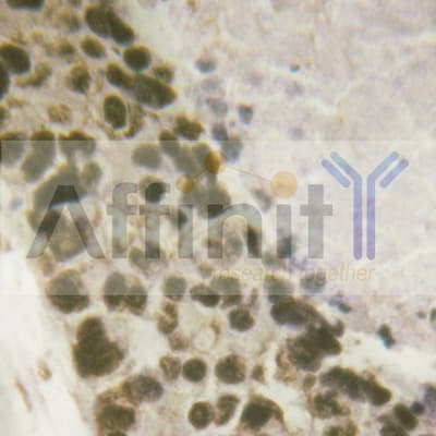 Polyclonal Rabbit anti-Human CREB1 / CREB Antibody (IHC, IF, WB)