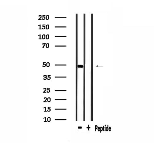 TEAD1 Antibody