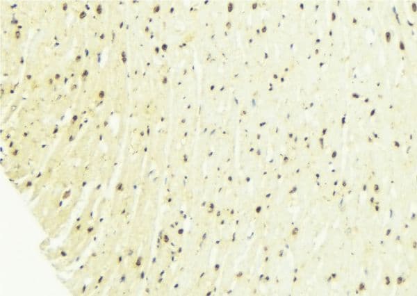 Polyclonal Rabbit anti-Human Histone H4 Antibody (IHC, IF, WB)