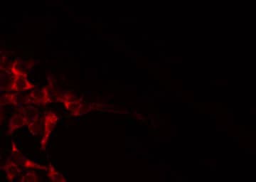 Polyclonal Rabbit anti-Human ICAM3 / CD50 Antibody (IF, WB)