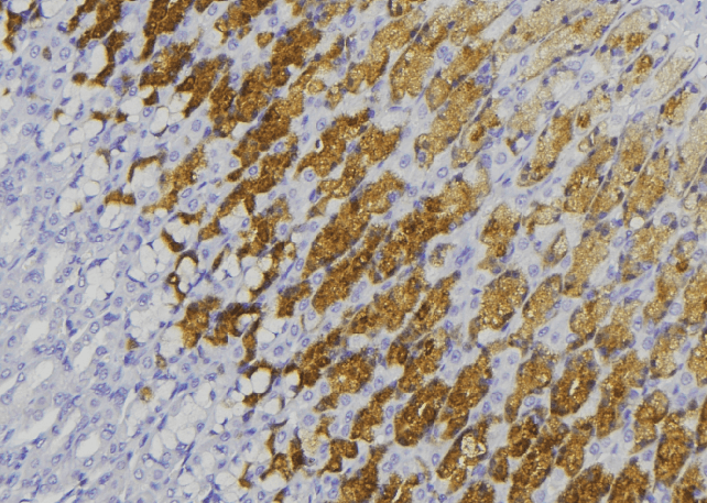 Polyclonal Rabbit anti-Human GUCY1B2 Antibody (IHC, WB)