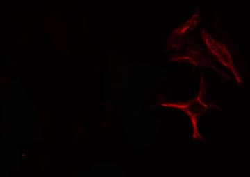 Polyclonal Rabbit anti-Human CDC23 Antibody (IF, WB)