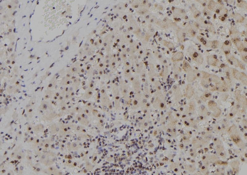 MYCNOS Antibody
