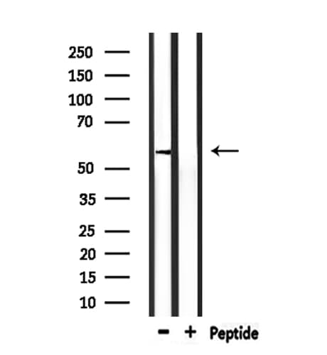 KCNS3 Antibody
