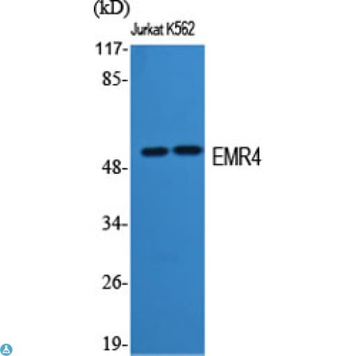 ADGRE4P / EMR4P Antibody