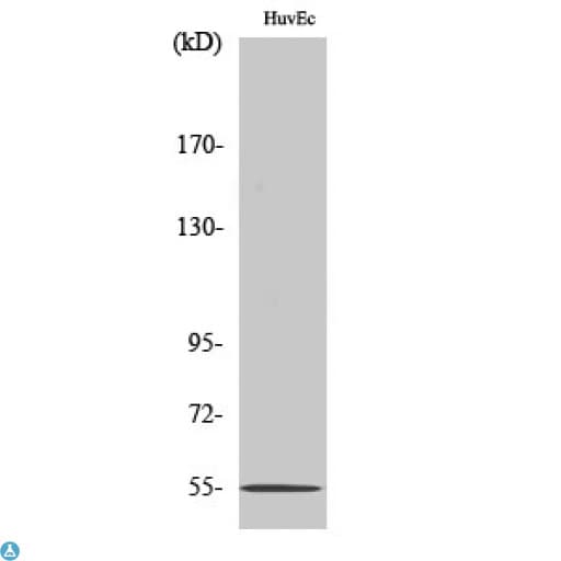 ADGRE4P / EMR4P Antibody
