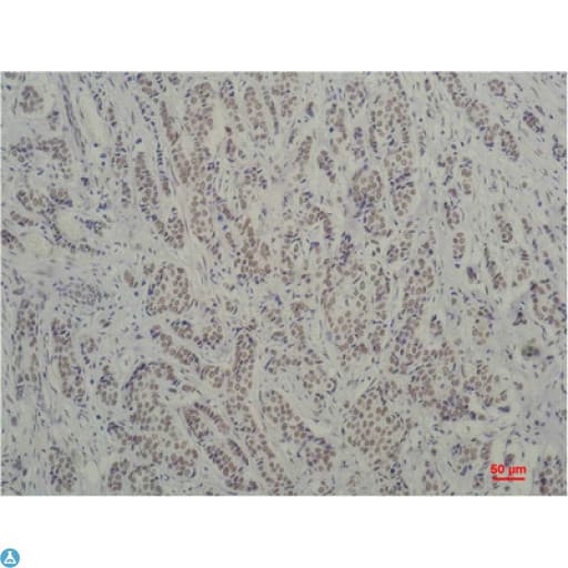 Monoclonal Mouse anti-Human TBP / GTF2D Antibody (IHC)