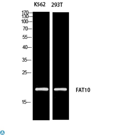 Polyclonal Rabbit anti-Human FAT10 / UBD Antibody (WB)