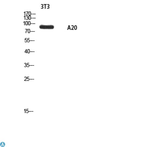 Polyclonal Rabbit anti-Human TNFAIP3 / A20 Antibody (WB)