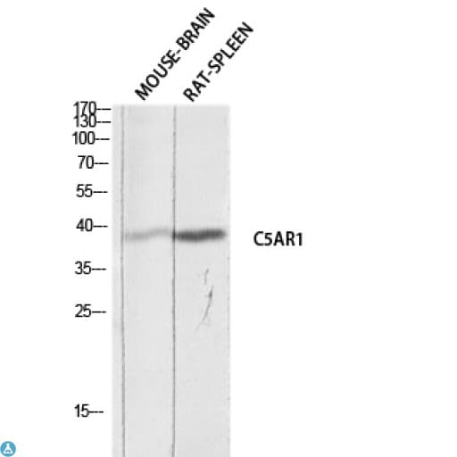 Polyclonal Rabbit anti-Human C5AR1 / CD88 / C5a Receptor Antibody (WB)
