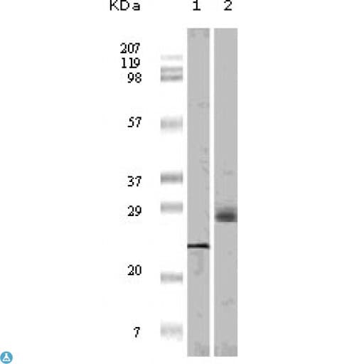 Monoclonal Mouse anti-Human EIF4EBP1 / 4EBP1 Antibody (WB)