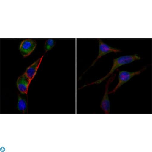 Monoclonal Mouse anti-Human GOT2 Antibody (IF, WB)