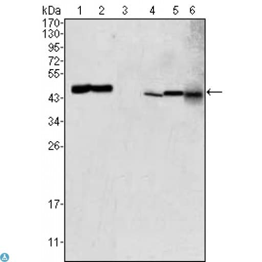 Monoclonal Mouse anti-Human GOT2 Antibody (IF, WB)