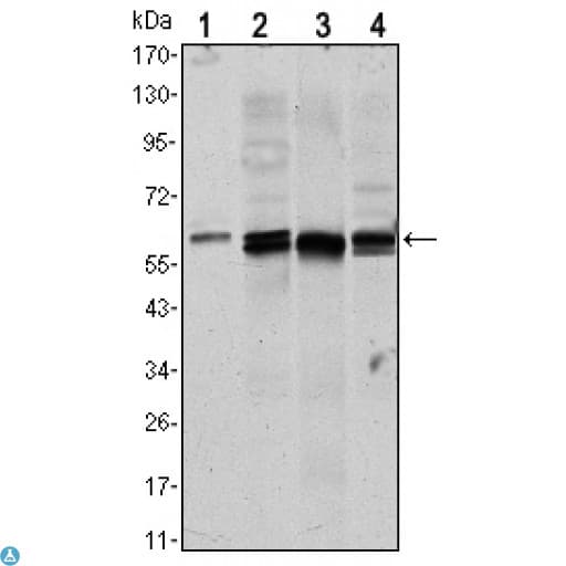 Monoclonal Mouse anti-Human AKT1 Antibody (WB)