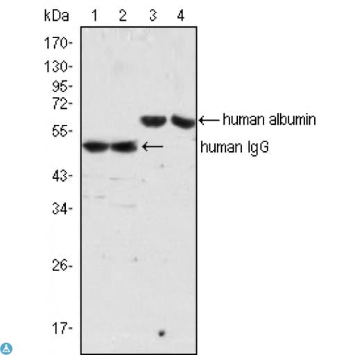 ALB / Serum Albumin Antibody