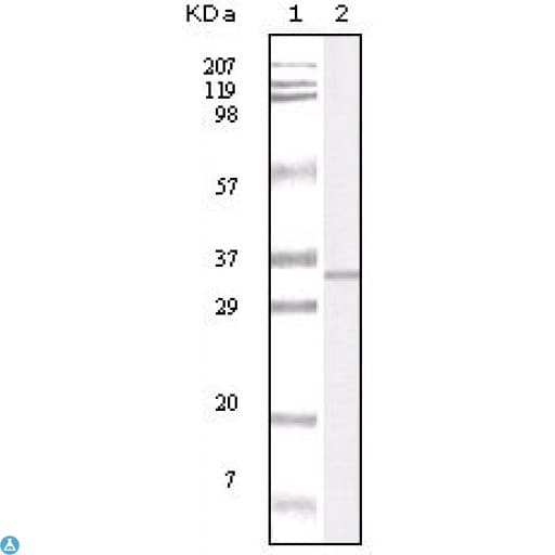 Monoclonal Mouse anti-Human APP / Beta Amyloid Precursor Antibody (IHC, WB)