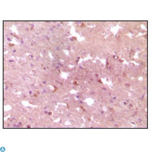 Monoclonal Mouse anti-Human APP / Beta Amyloid Precursor Antibody (IHC, WB)
