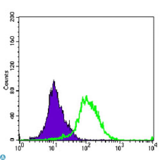 Monoclonal Mouse anti-Human AURKA / Aurora-A Antibody (IF, WB)