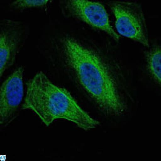 Monoclonal Mouse anti-Human AURKA / Aurora-A Antibody (IF, WB)