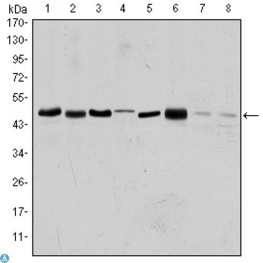 Monoclonal Mouse anti-Human AURKA / Aurora-A Antibody (IF, WB)