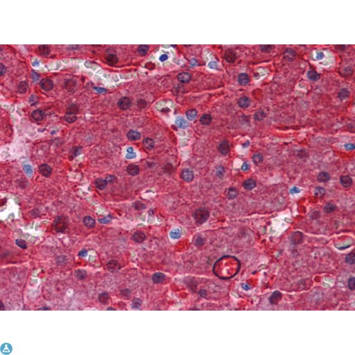 Monoclonal Mouse anti-Human BHMT Antibody (IHC, WB)