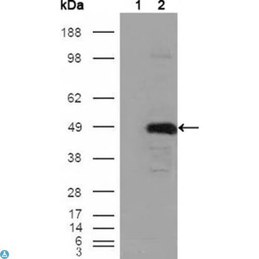 Monoclonal Mouse anti-Human BHMT Antibody (IHC, WB)
