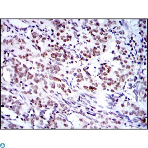 Monoclonal Mouse anti-Human BMI1 / PCGF4 Antibody (IHC, IF, WB)