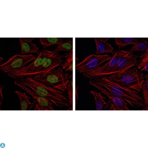 Monoclonal Mouse anti-Human BMI1 / PCGF4 Antibody (IHC, IF, WB)