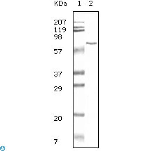 ALB / Serum Albumin Antibody