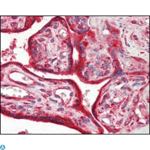 Monoclonal Mouse anti-Human CALR / Calreticulin Antibody (IHC, IF, WB)