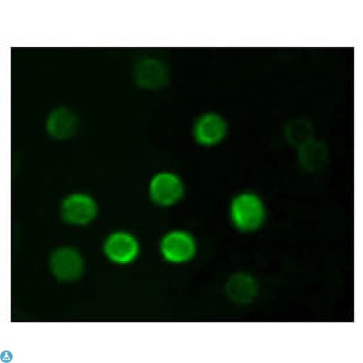 Monoclonal Mouse anti-Human CD20 Antibody (IHC, IF)