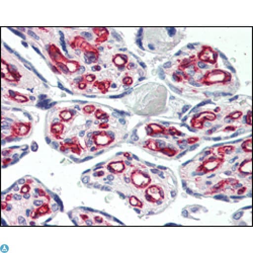 Monoclonal Mouse anti-Human PECAM-1 / CD31 Antibody (IHC, IF, WB)
