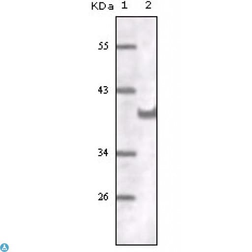 Monoclonal Mouse anti-Human PECAM-1 / CD31 Antibody (IHC, IF, WB)