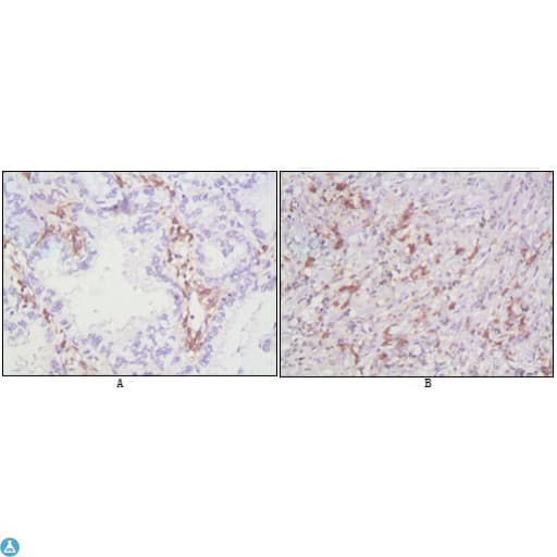Monoclonal Mouse anti-Human CD38 Antibody (IHC, WB)