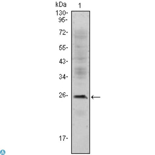 Monoclonal Mouse anti-Human CD3E Antibody (WB)