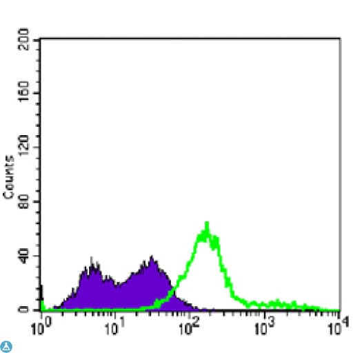 Monoclonal Mouse anti-Human CD3E Antibody (WB)