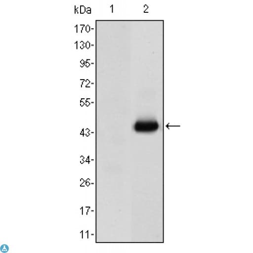 Monoclonal Mouse anti-Human CEACAM5 / CD66e Antibody (IF, WB)