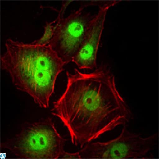 Monoclonal Mouse anti-Human CDK1 / CDC2 Antibody (IF, WB)