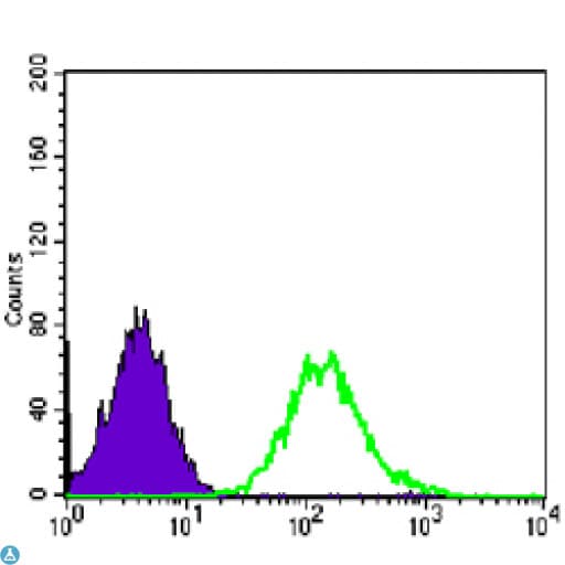 Monoclonal Mouse anti-Human CDK1 / CDC2 Antibody (IF, WB)