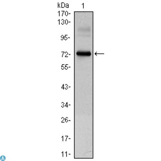 Monoclonal Mouse anti-Human CLOCK Antibody (IF, WB)