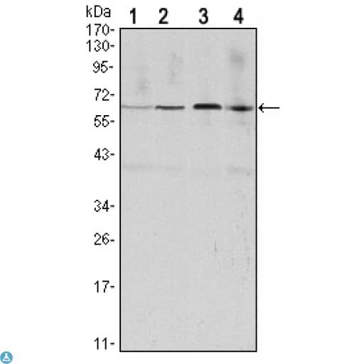 Monoclonal Mouse anti-Human CCNB1 / Cyclin B1 Antibody (IHC, WB)